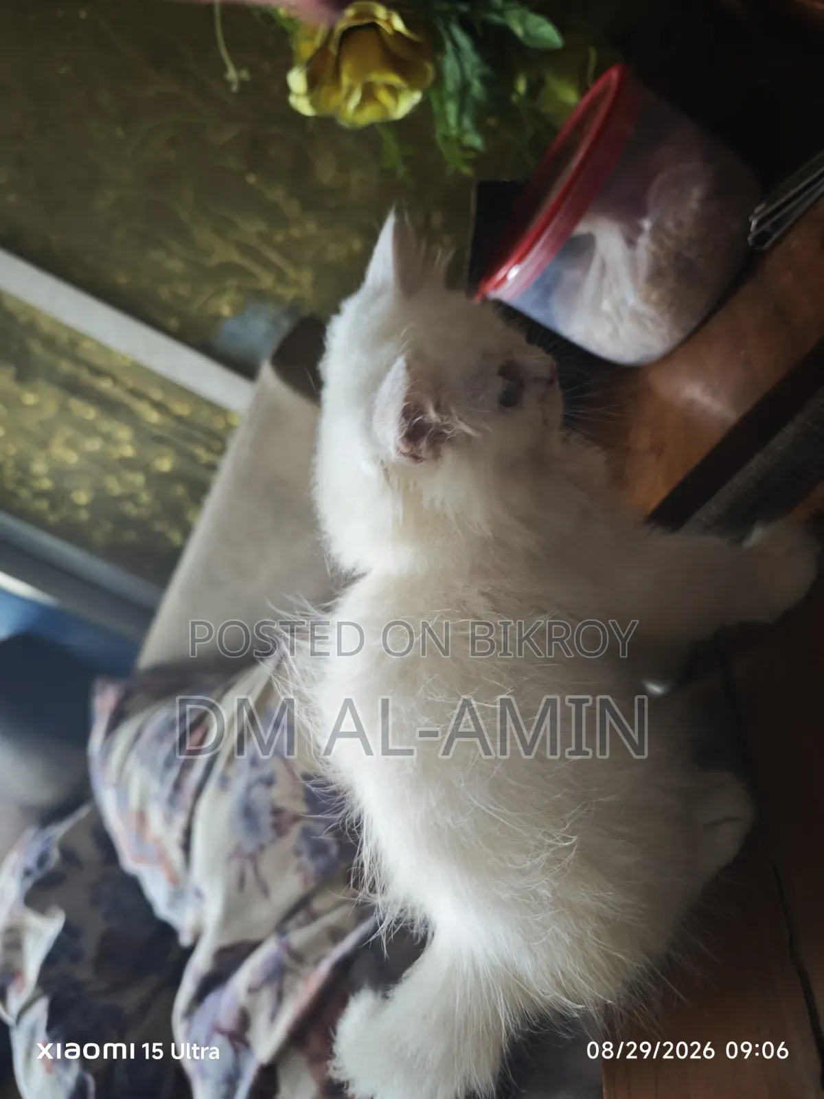 1-3 months Male Purebred Persian