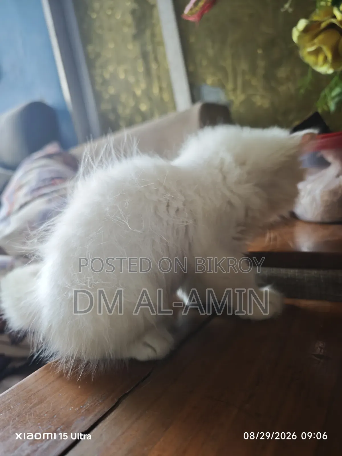 1-3 months Male Purebred Persian