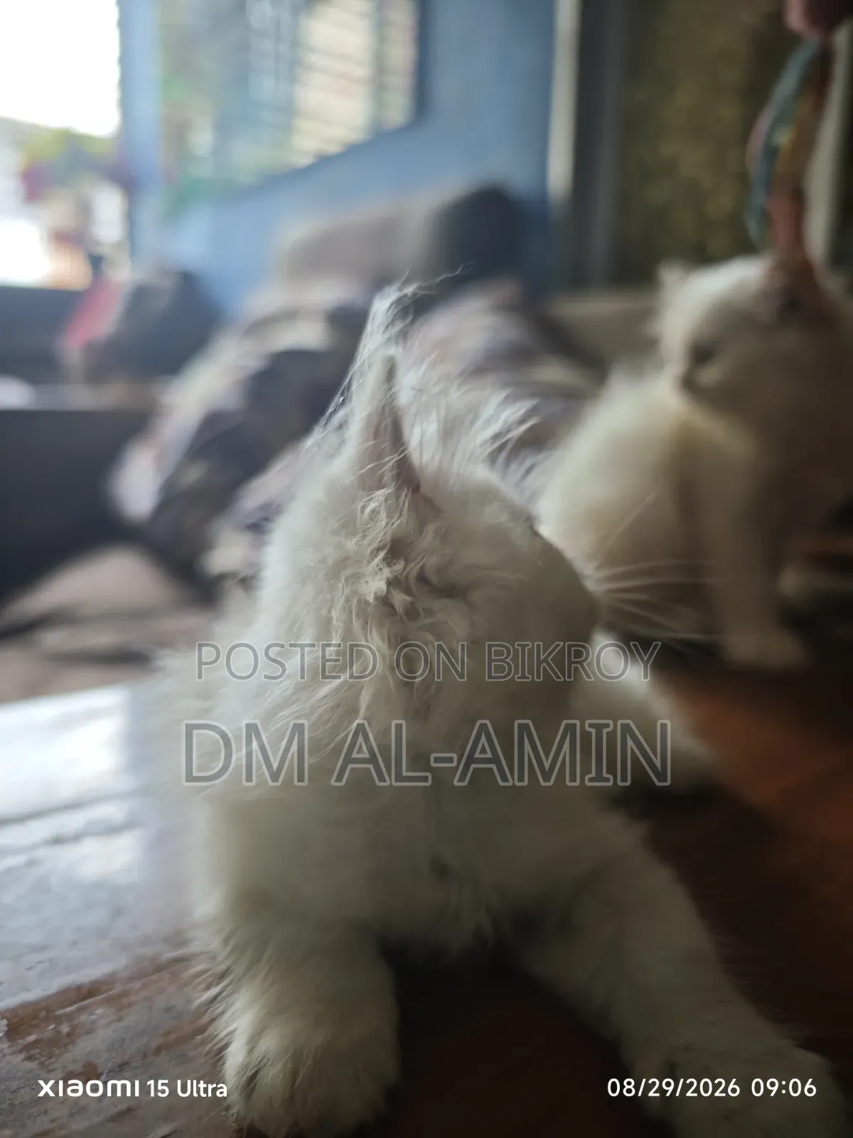 1-3 months Male Purebred Persian