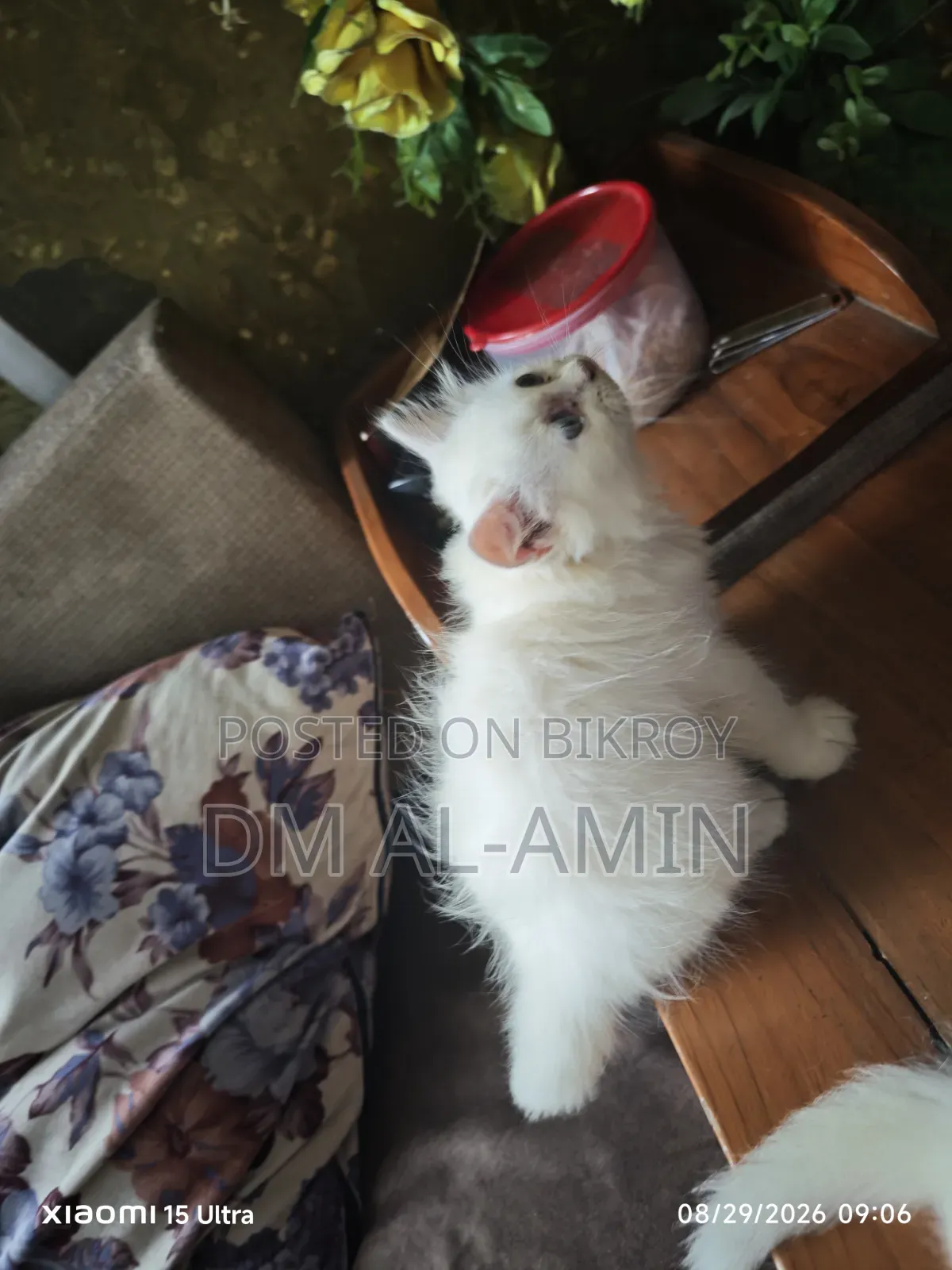 1-3 months Male Purebred Persian