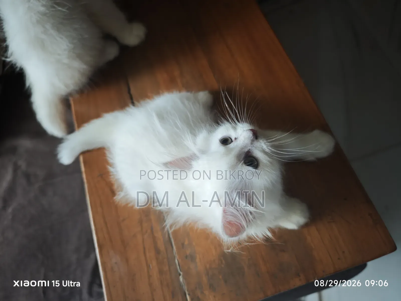 1-3 months Male Purebred Persian
