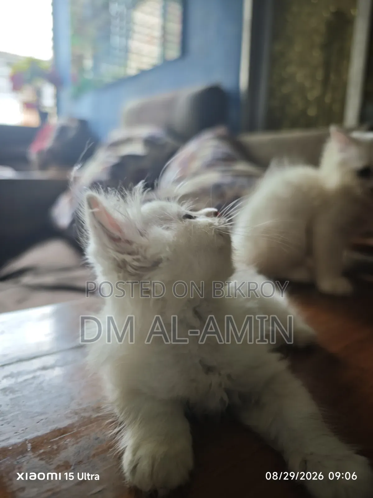 1-3 months Male Purebred Persian