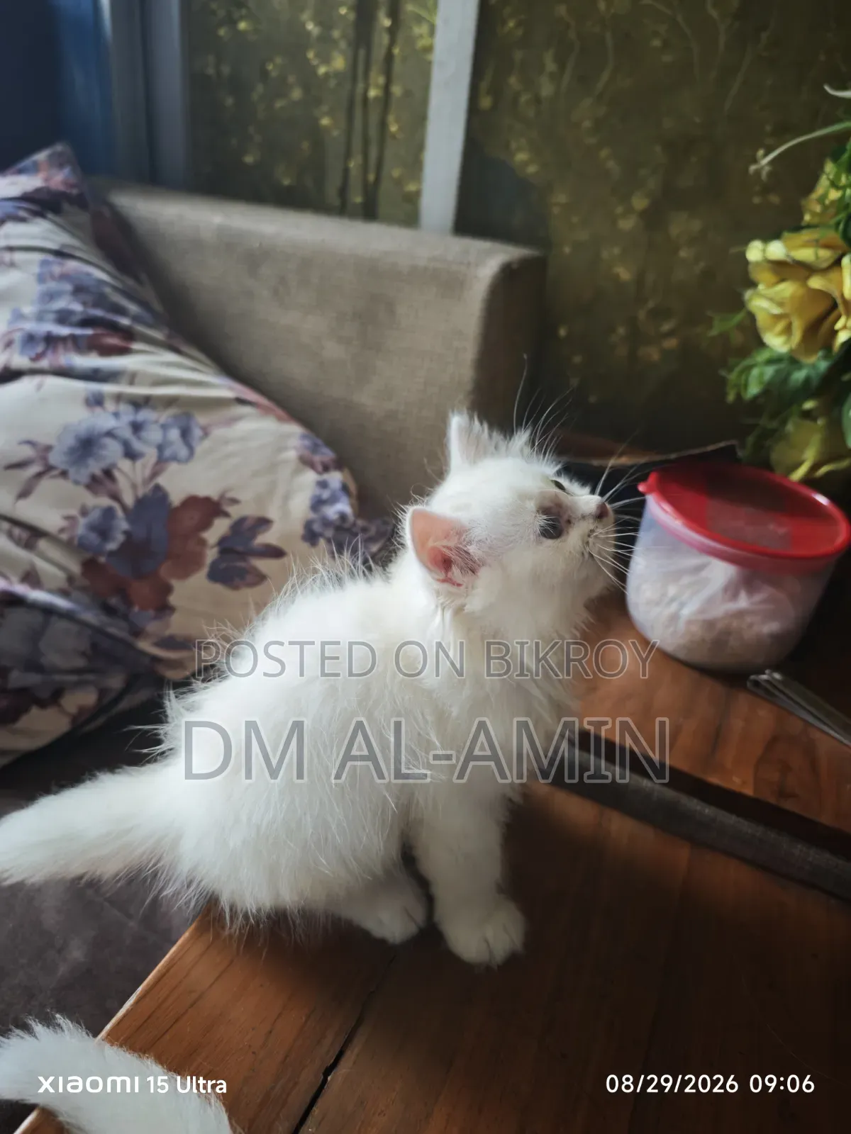 1-3 months Male Purebred Persian
