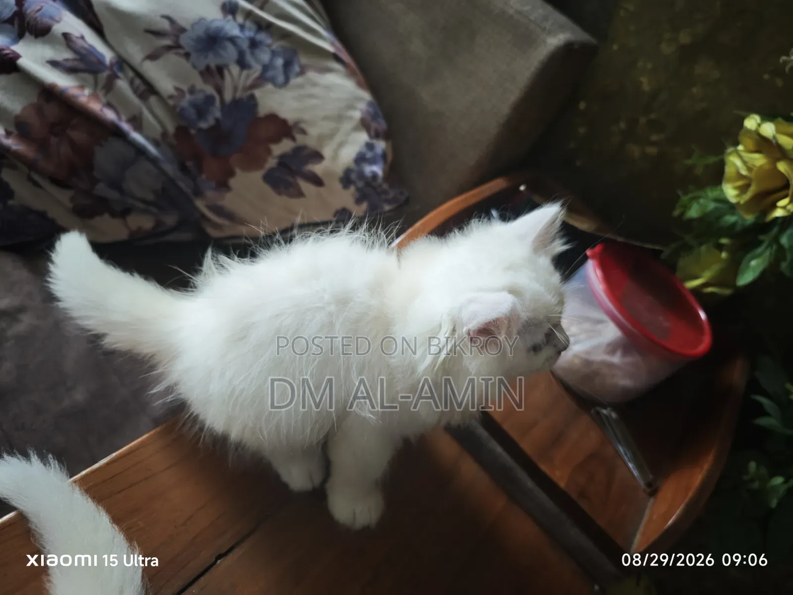 1-3 months Male Purebred Persian
