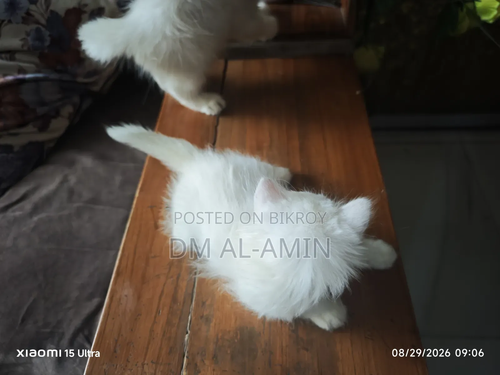 1-3 months Male Purebred Persian