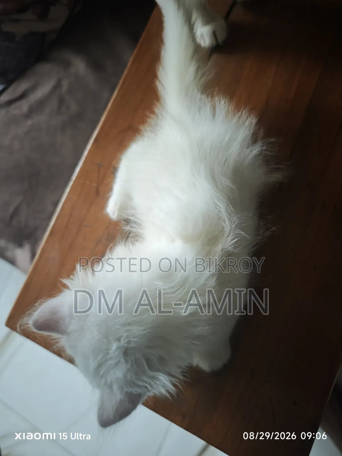 1-3 months Male Purebred Persian