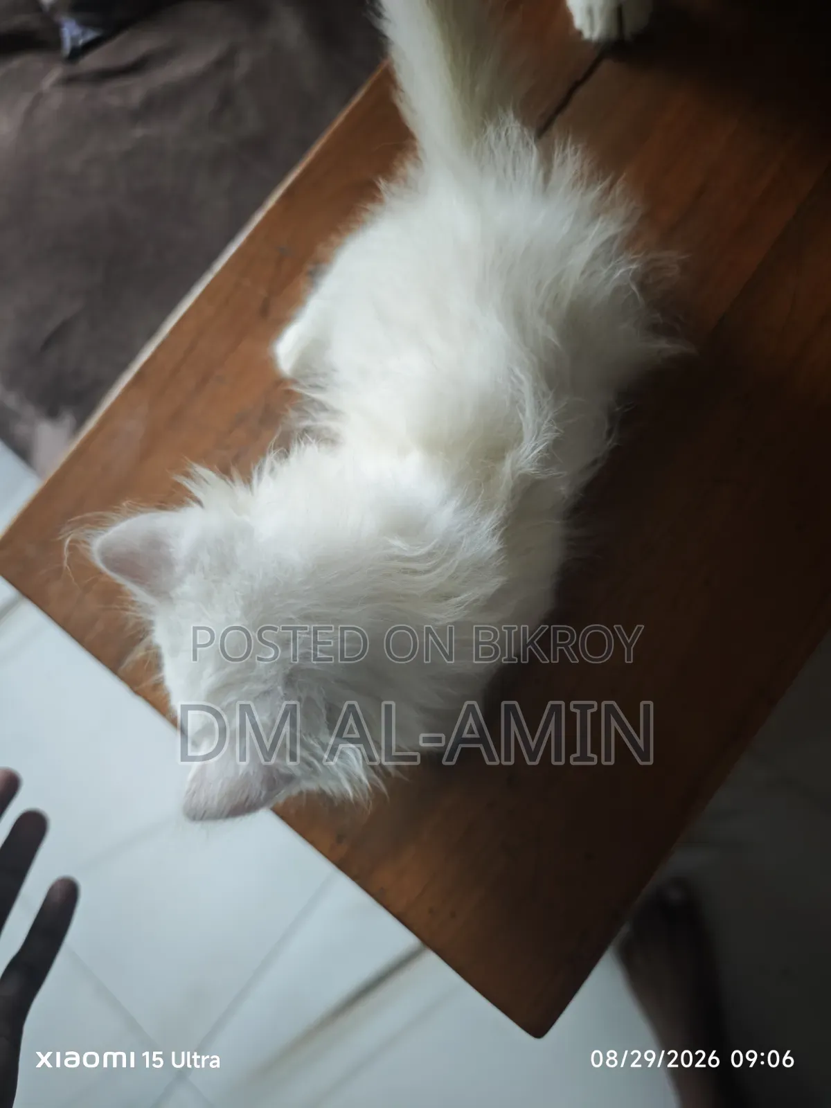 1-3 months Male Purebred Persian