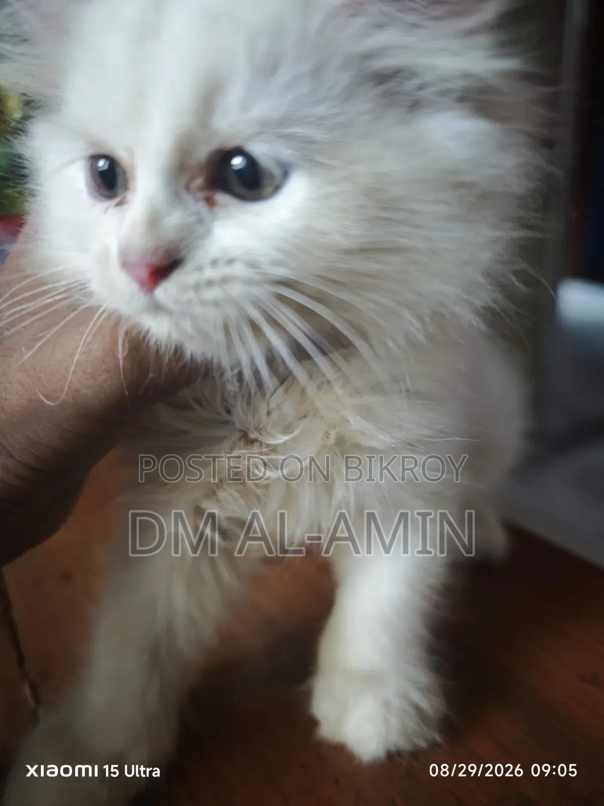 1-3 months Male Purebred Persian