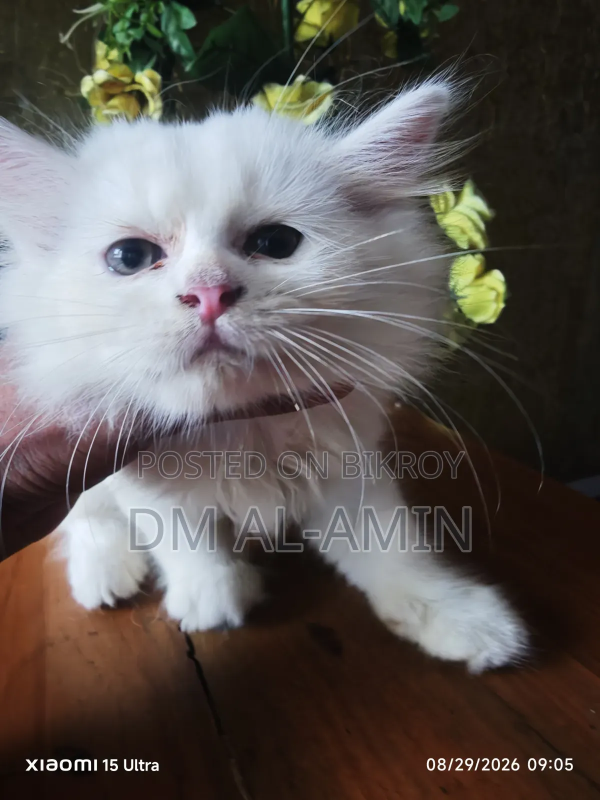 1-3 months Male Purebred Persian