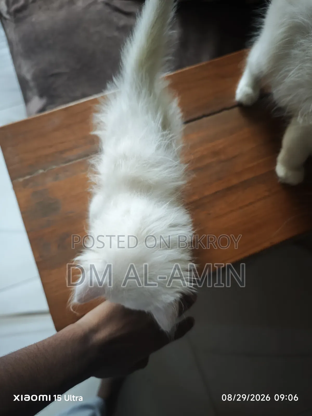 1-3 months Male Purebred Persian