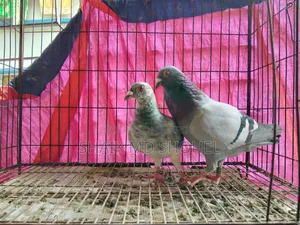 জমা ডিমসহ রেসার জোড়া
