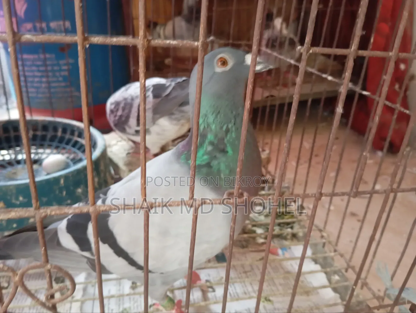 জমা ডিমসহ রেসার জোড়া