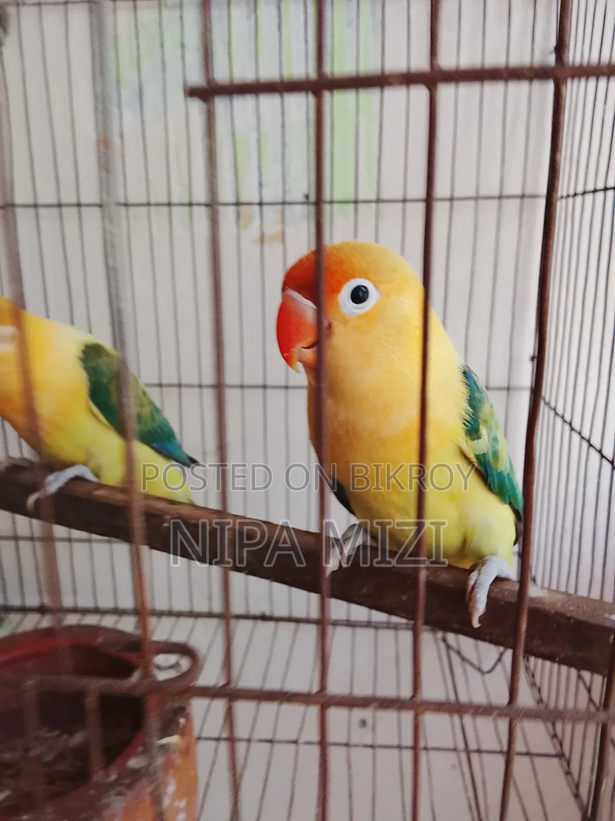 লাভবার্ডস  মেল ফিমেল রানিং জোড়া
