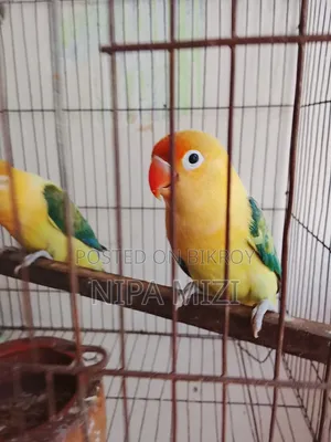 লাভবার্ডস  মেল ফিমেল রানিং জোড়া