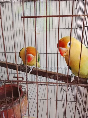 লাভবার্ডস  মেল ফিমেল রানিং জোড়া