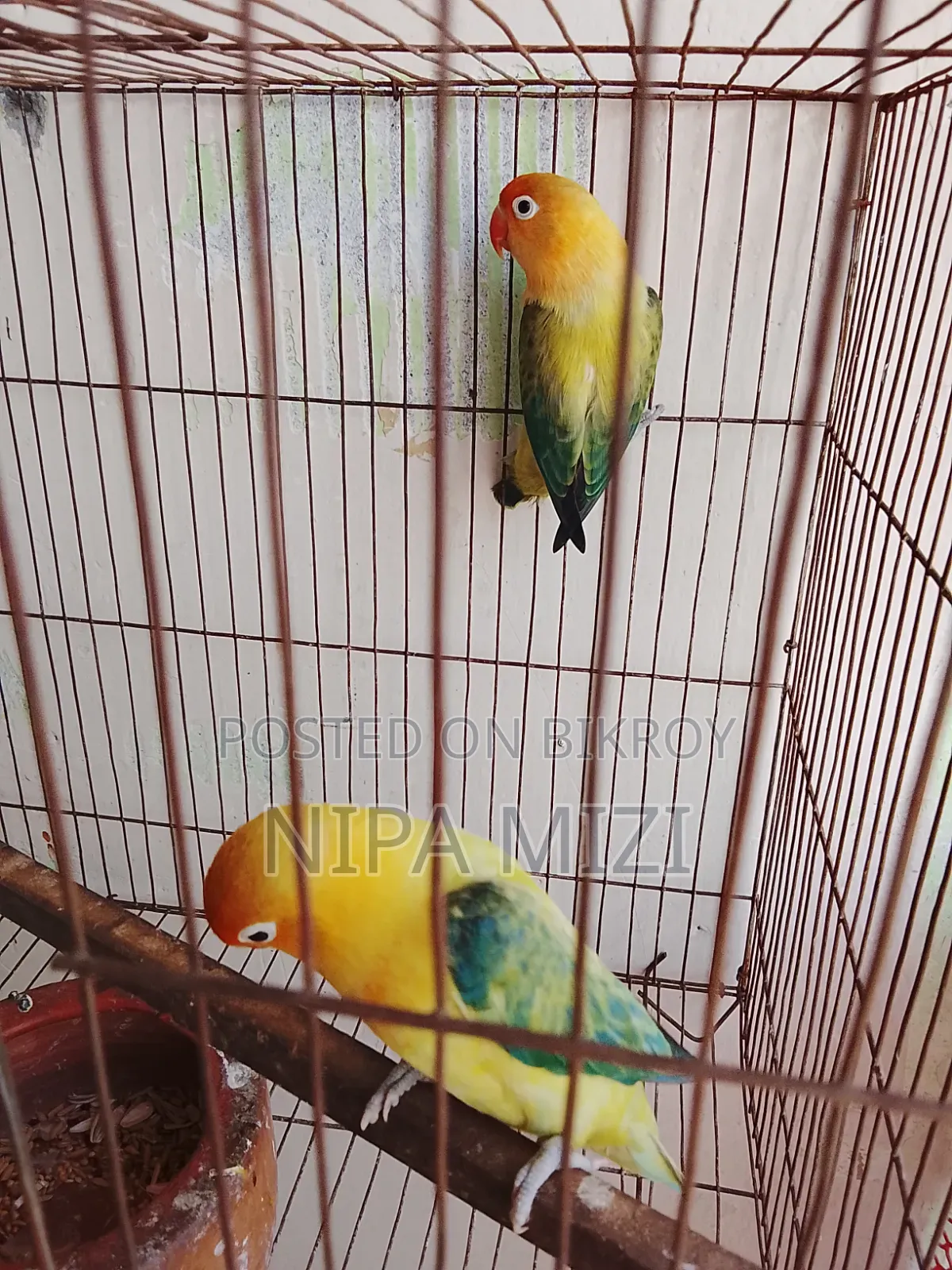 লাভবার্ডস  মেল ফিমেল রানিং জোড়া