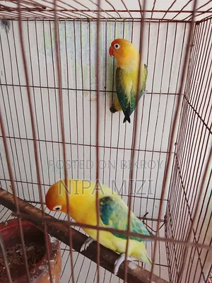 লাভবার্ডস  মেল ফিমেল রানিং জোড়া