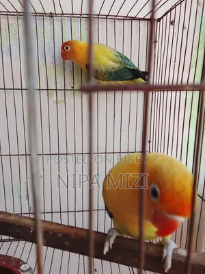 লাভবার্ডস  মেল ফিমেল রানিং জোড়া