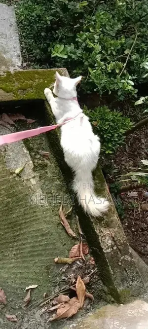 6-12 Months Male Mixed Breed Persian