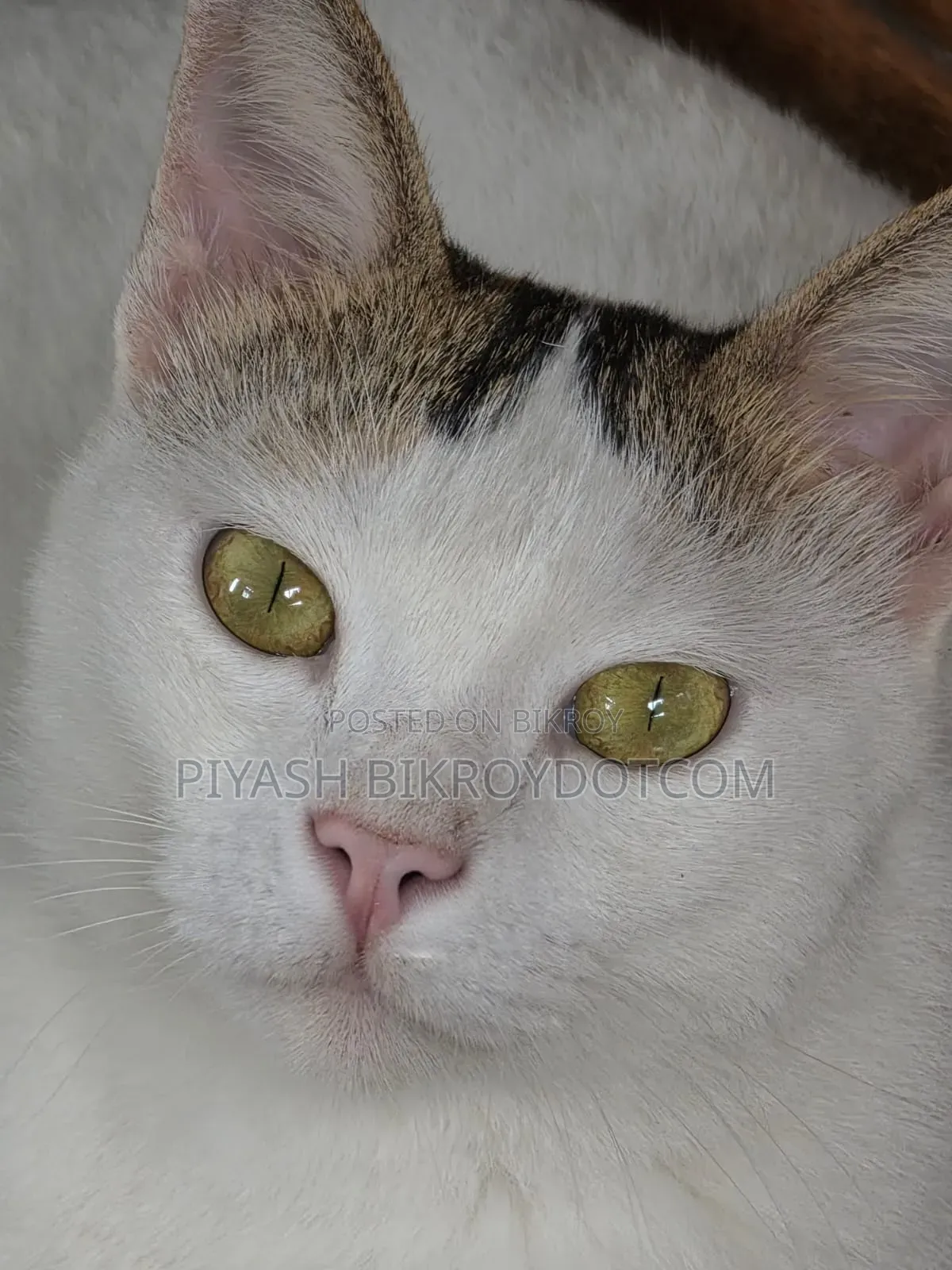 1+ year Female Mixed Breed Bengal