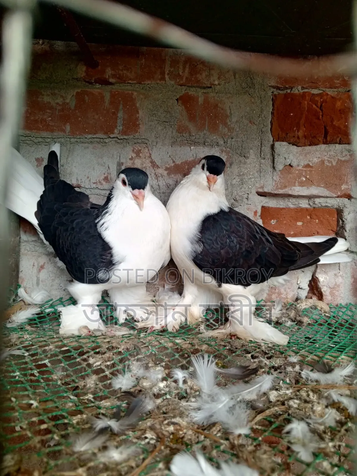 অরিজিনাল লাহরী/সিরাজি কবুতর