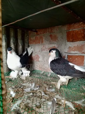 অরিজিনাল লাহরী/সিরাজি কবুতর
