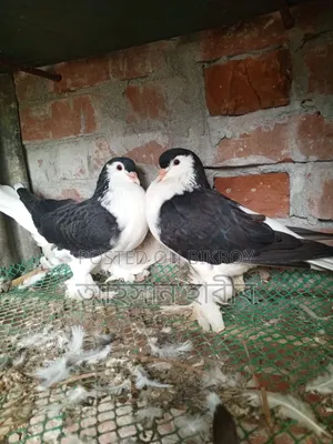 অরিজিনাল লাহরী/সিরাজি কবুতর
