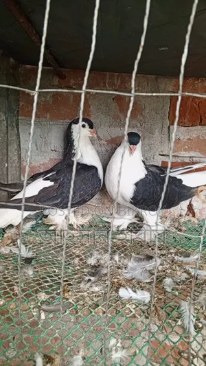 অরজিনাল সিরাজি কবুতর