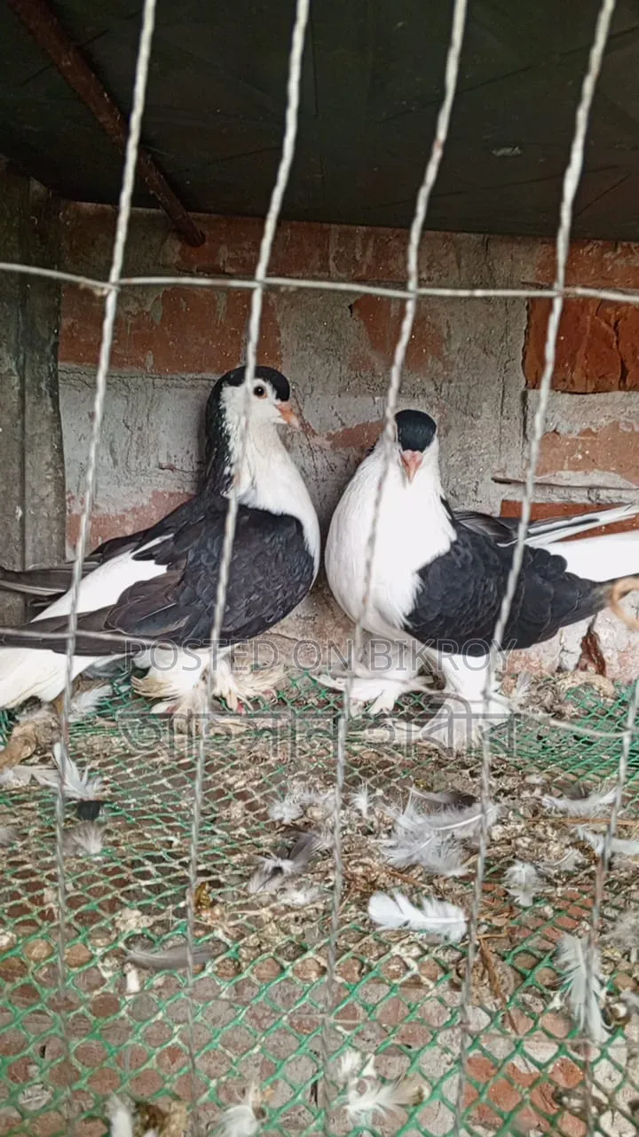 অরজিনাল সিরাজি কবুতর