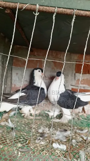 অরজিনাল সিরাজি কবুতর