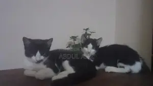 ৬-১২ মাসের নর মিশ্র জাতের বেঙ্গল দত্তক নেওয়া
