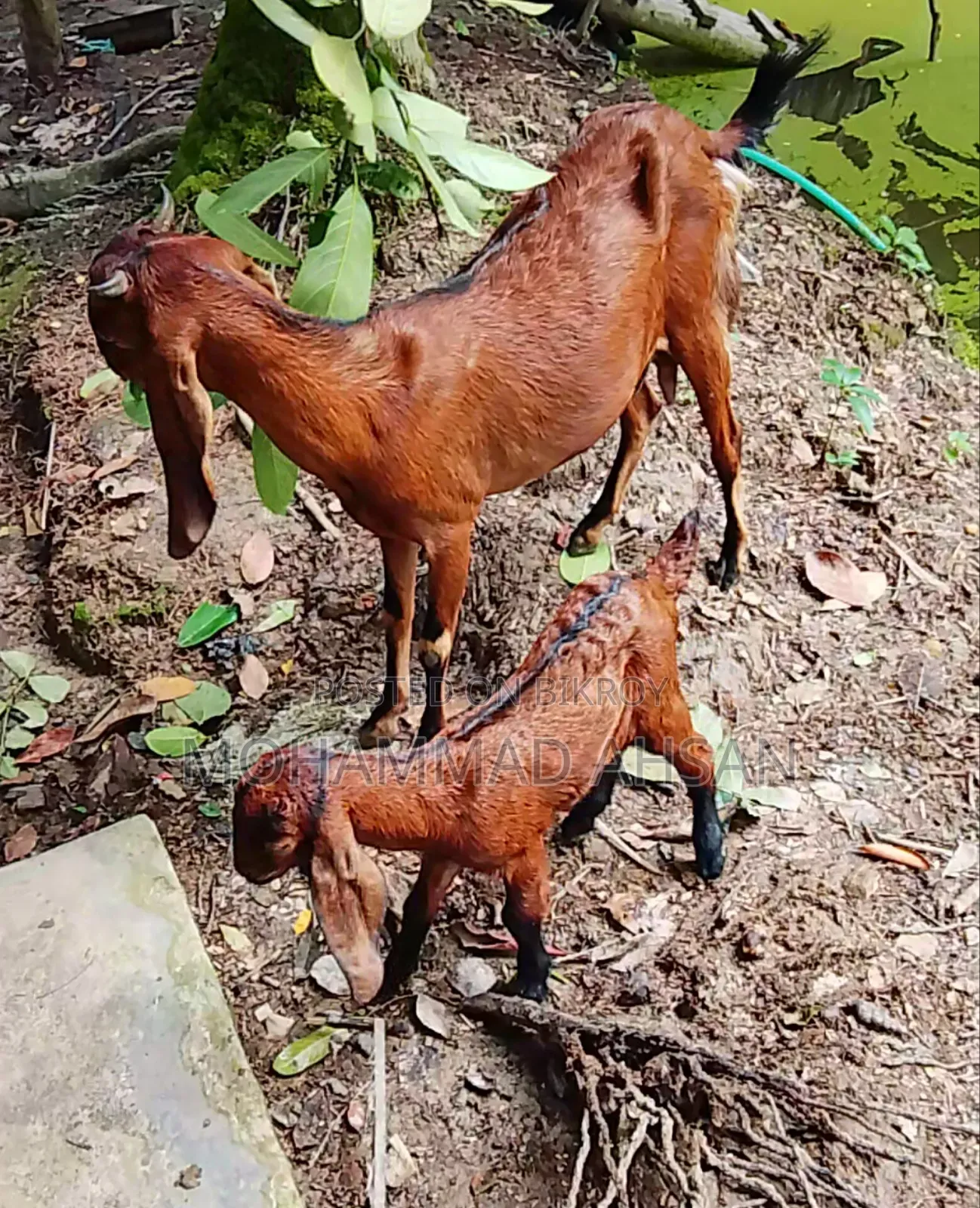 বকরি ছাগল সাথে বকরি বাচ্চা