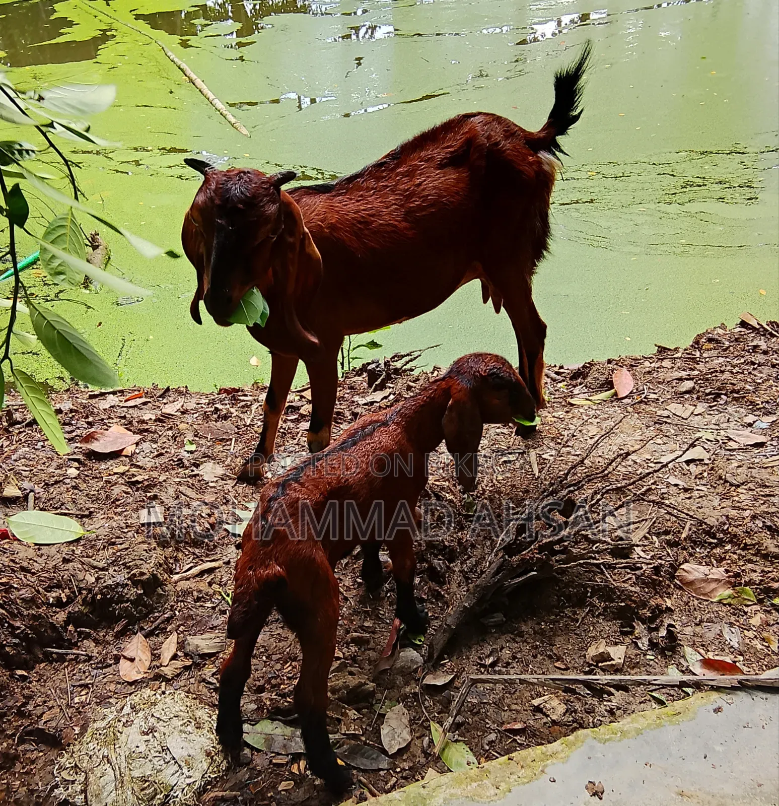 বকরি ছাগল সাথে বকরি বাচ্চা