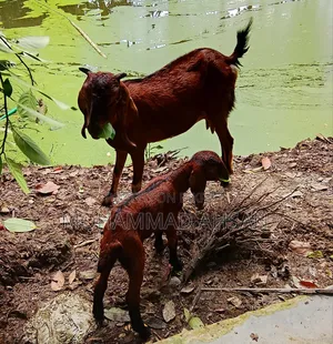বকরি ছাগল সাথে বকরি বাচ্চা