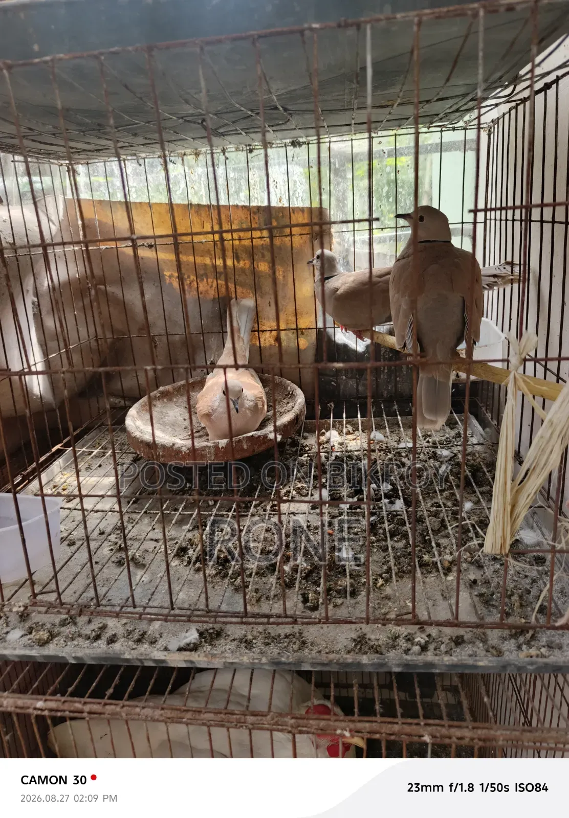 ঘুঘু পাখি বিক্রয়
