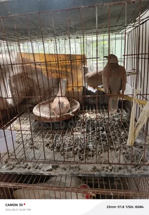 ঘুঘু পাখি বিক্রয়