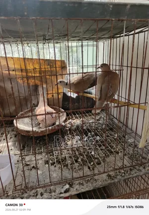 ঘুঘু পাখি বিক্রয়