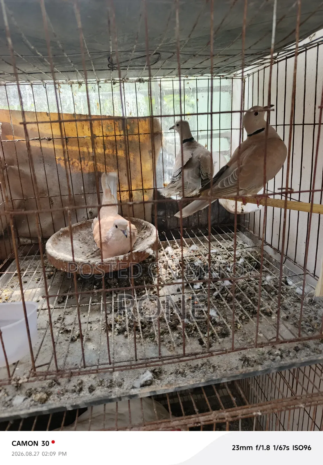 ঘুঘু পাখি বিক্রয়