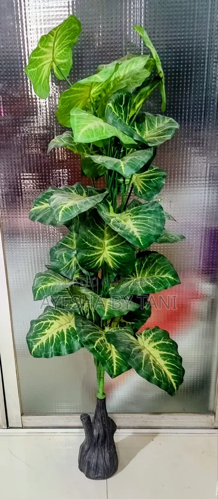 নতুন, ৫ ফুট সবচাইতে বড় সাইজের একটি কচু পাতার গাছ আর দামি কালার টপ