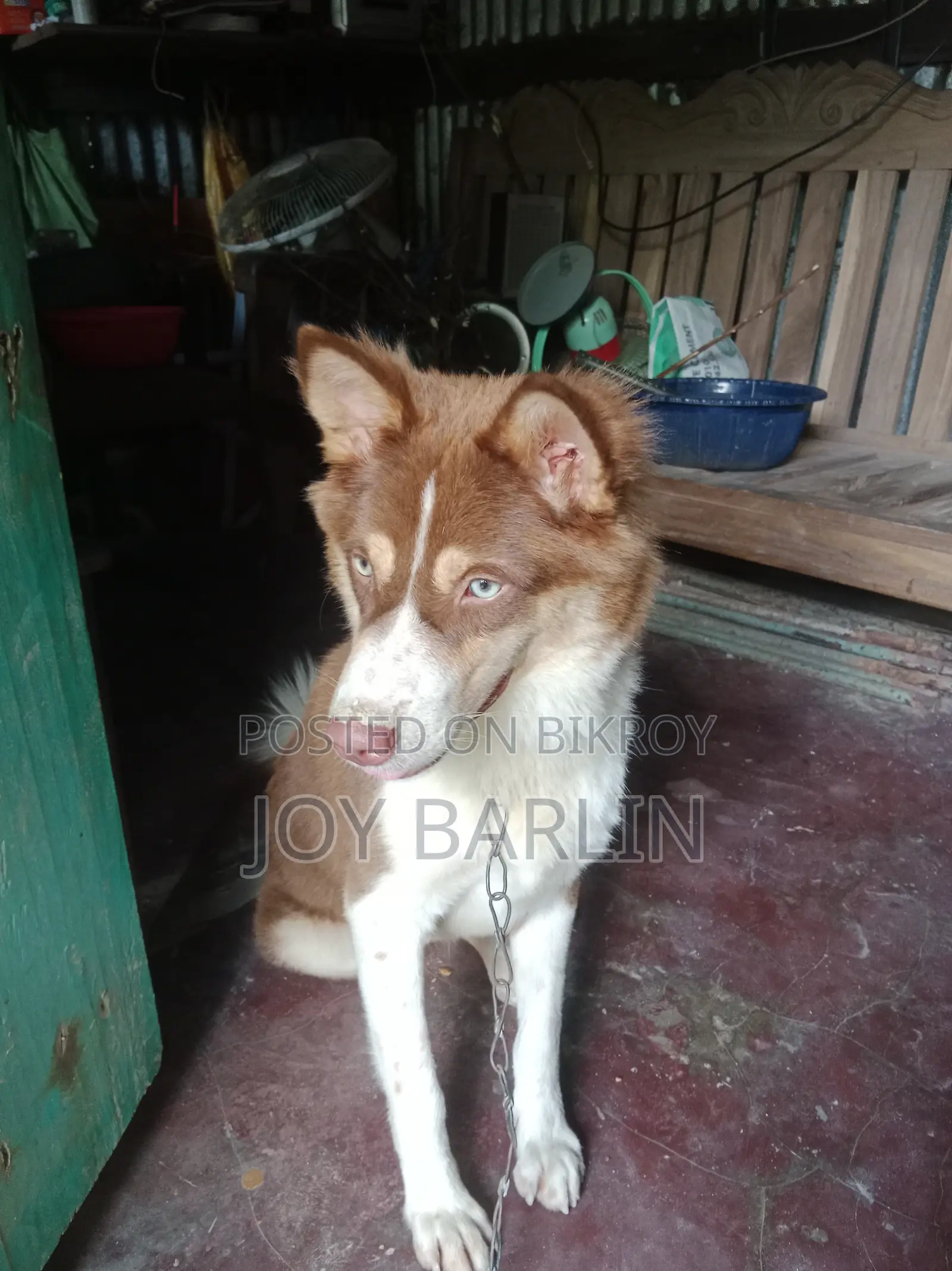 6-12 months Male Mixed Breed Siberian Husky
