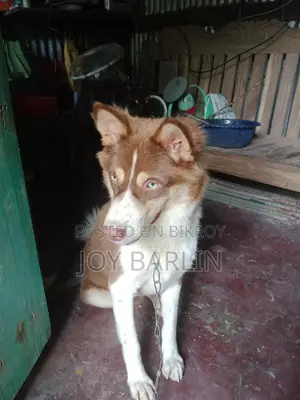 6-12 months Male Mixed Breed Siberian Husky
