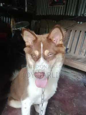 6-12 months Male Mixed Breed Siberian Husky