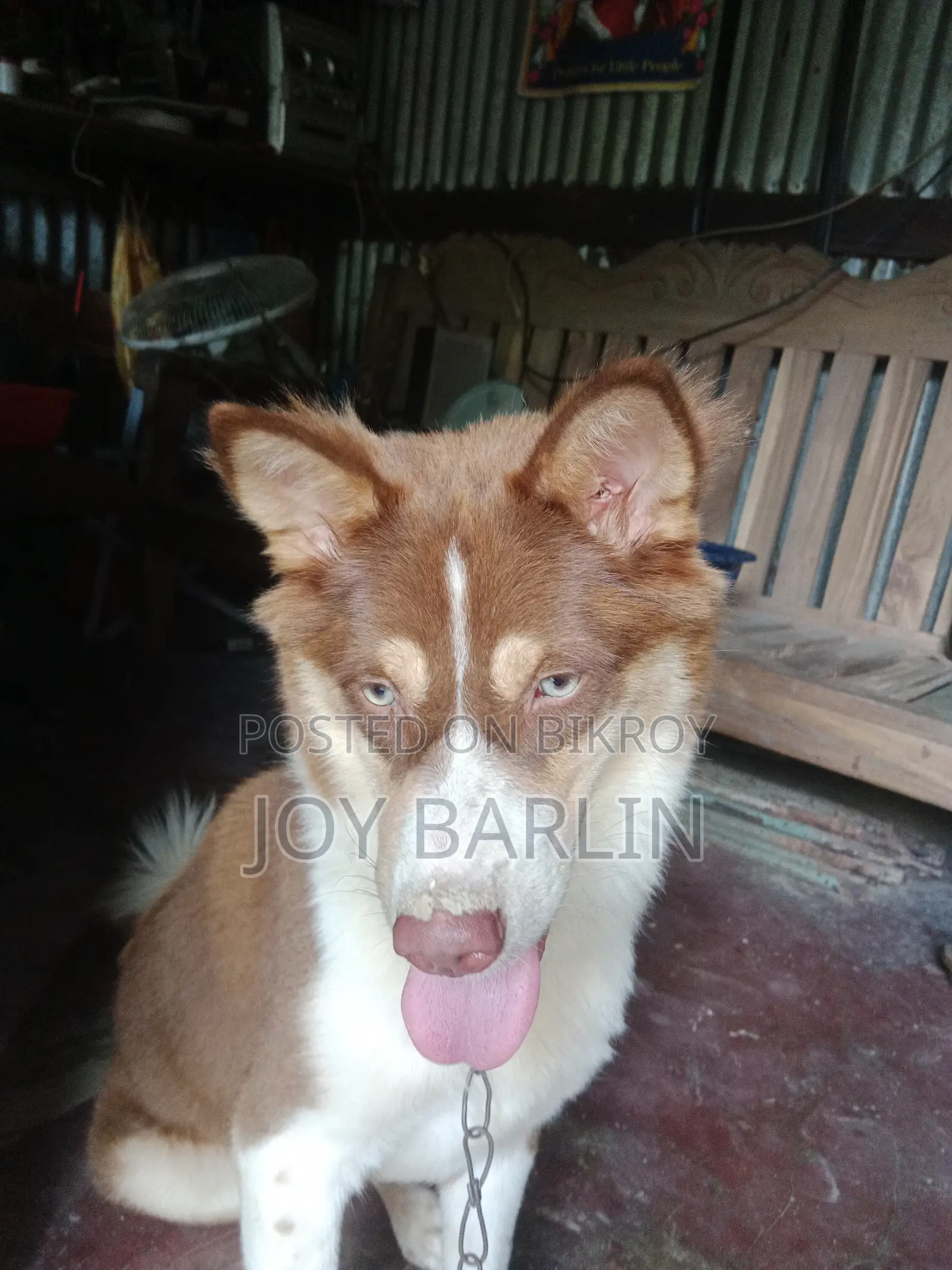6-12 months Male Mixed Breed Siberian Husky