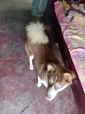 6-12 months Male Mixed Breed Siberian Husky