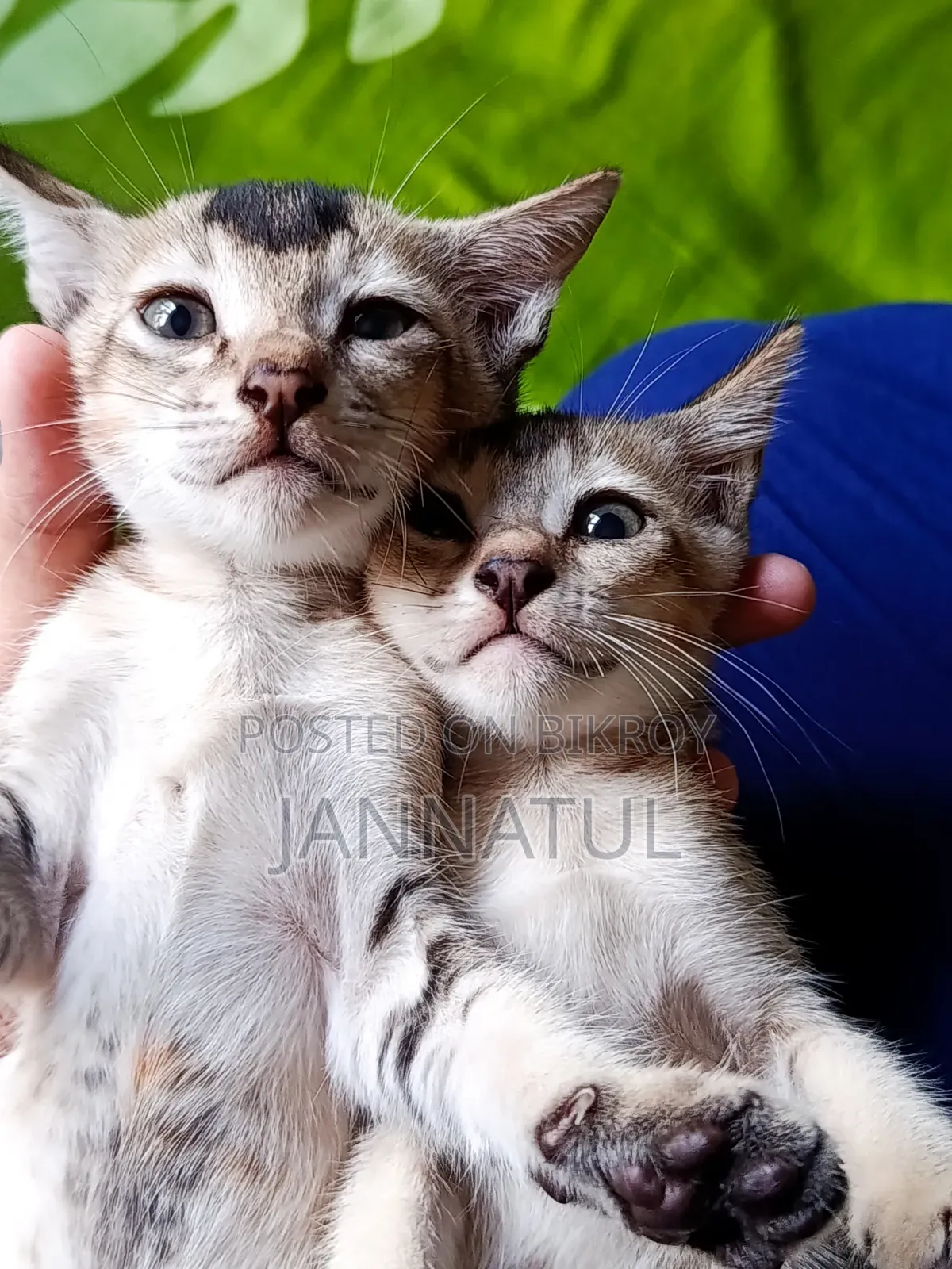 1-3 months Female Purebred Bengal