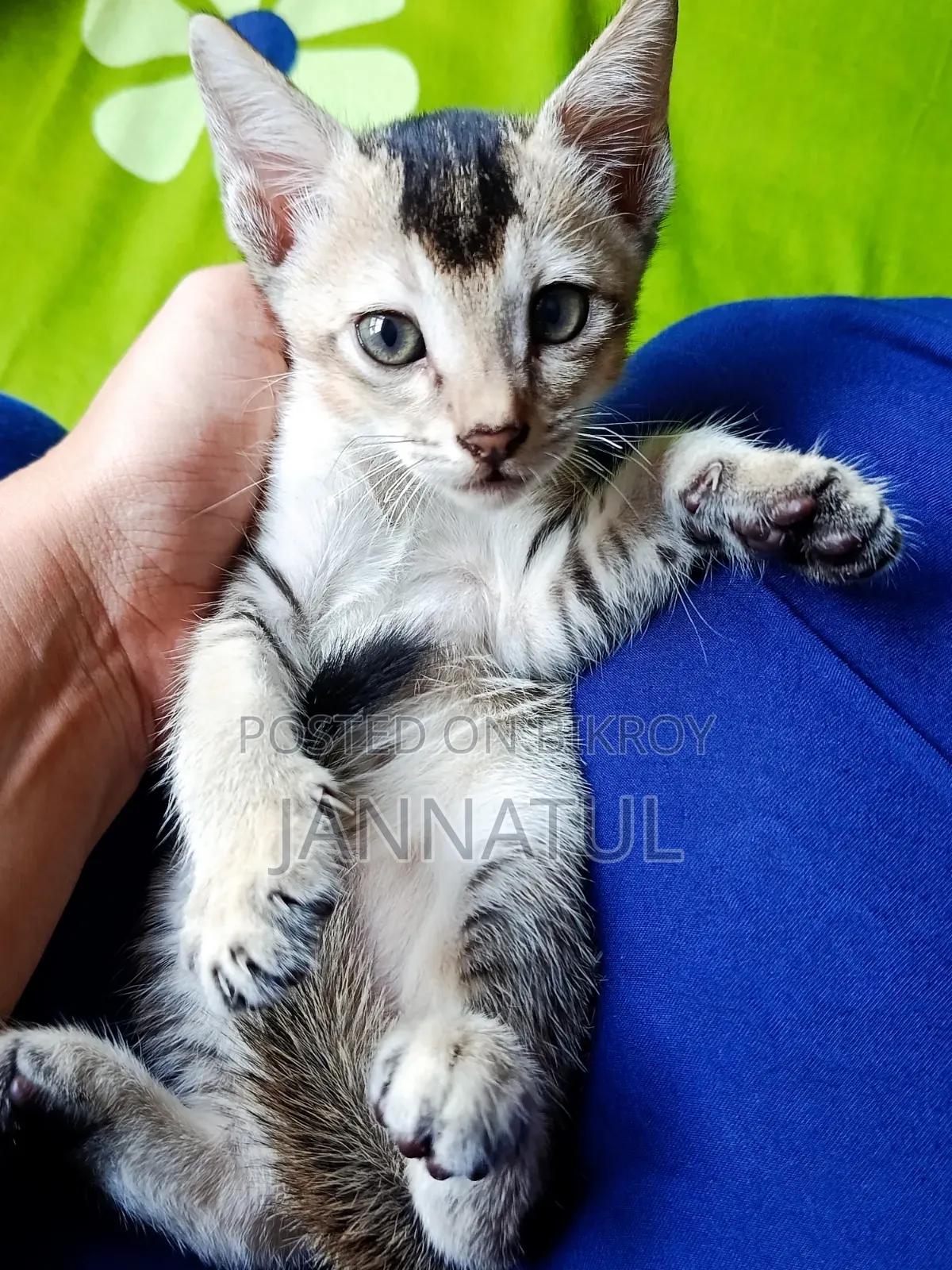 1-3 months Female Purebred Bengal