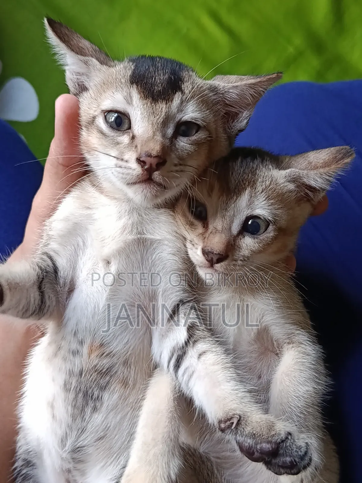 1-3 months Female Purebred Bengal