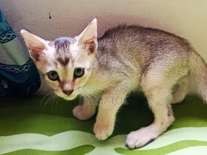 1-3 months Female Purebred Bengal