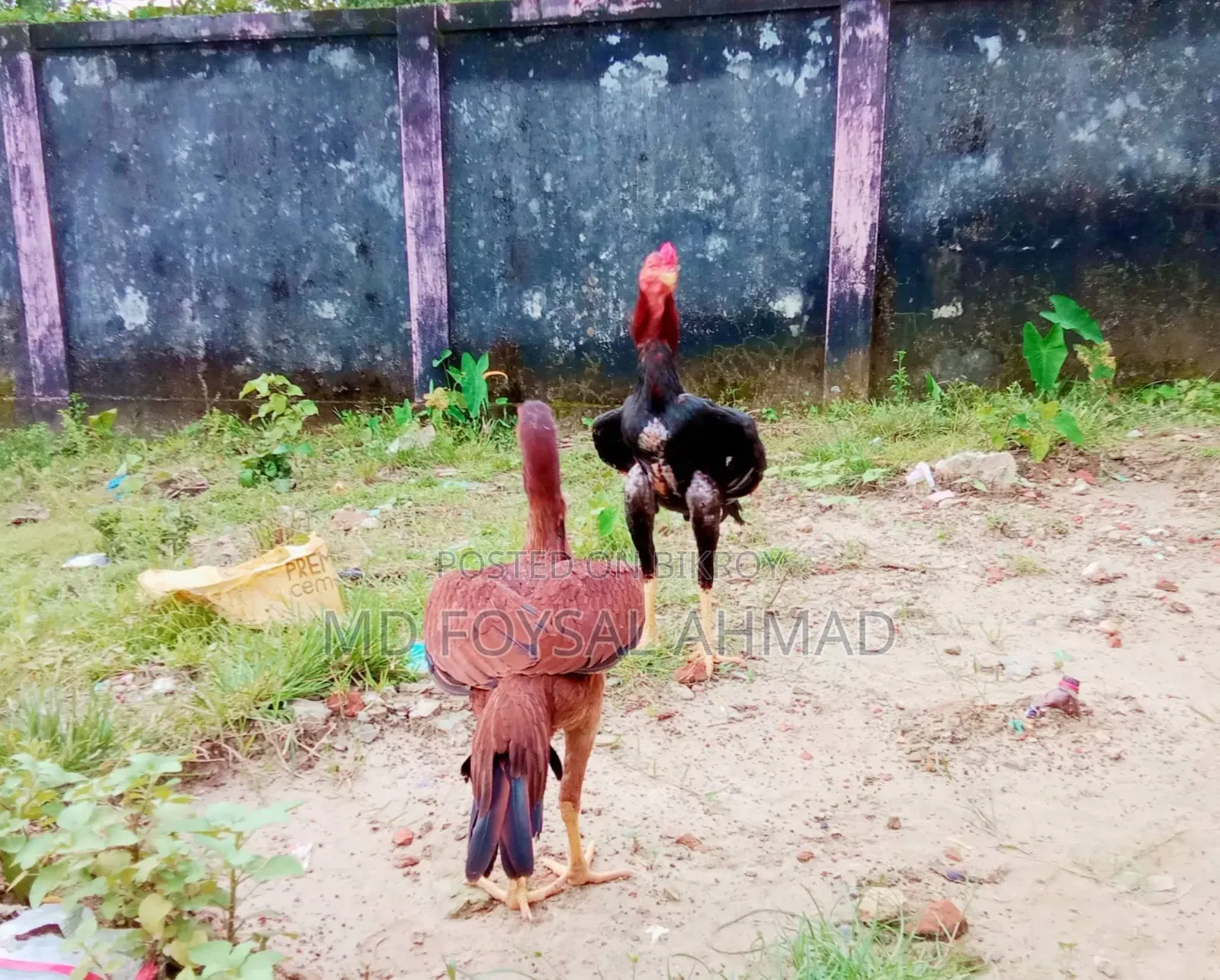 সরালি জুরা