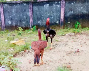 সরালি জুরা